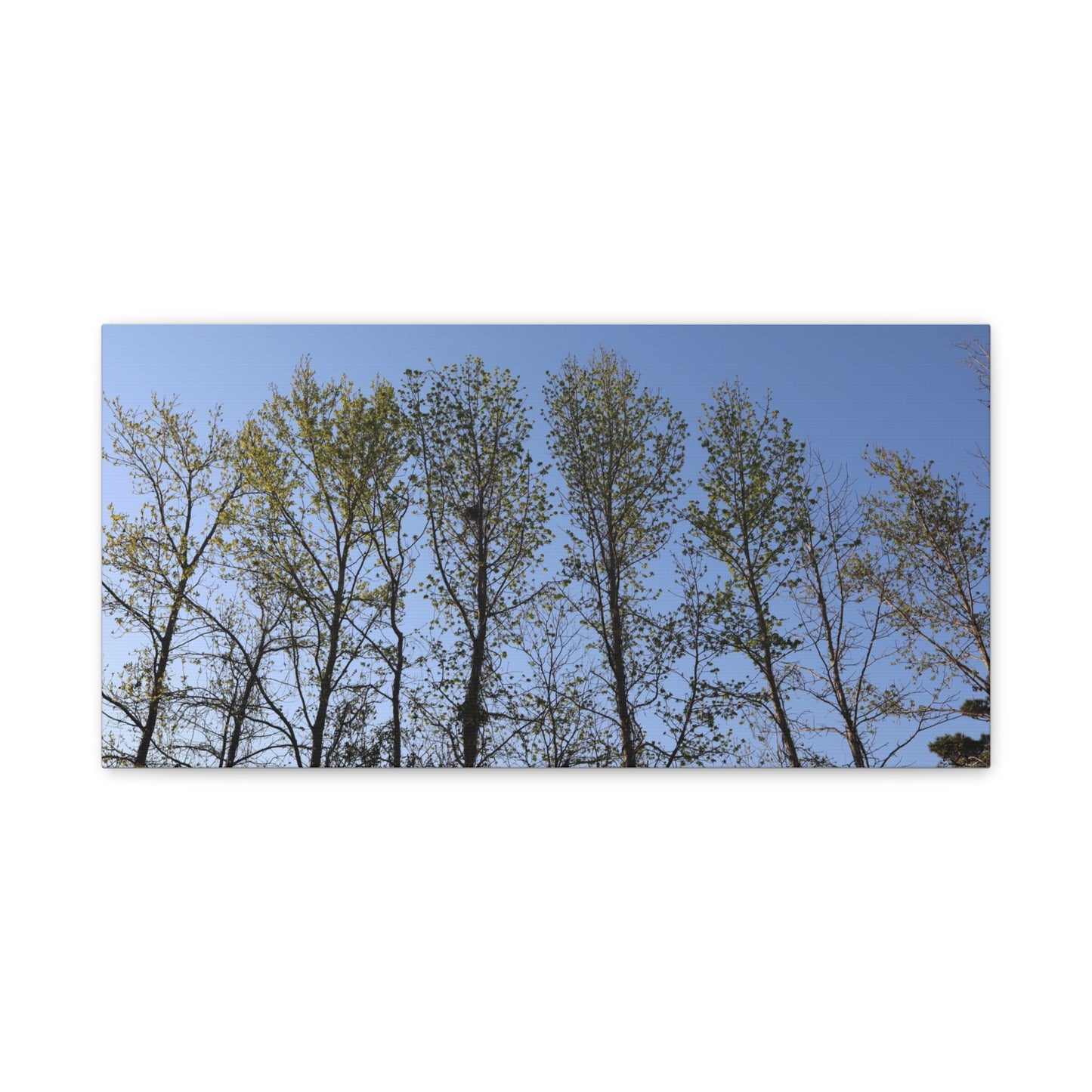 Canvas Gallery Wraps The trees beneath the blue skies by Its A Art Vibe