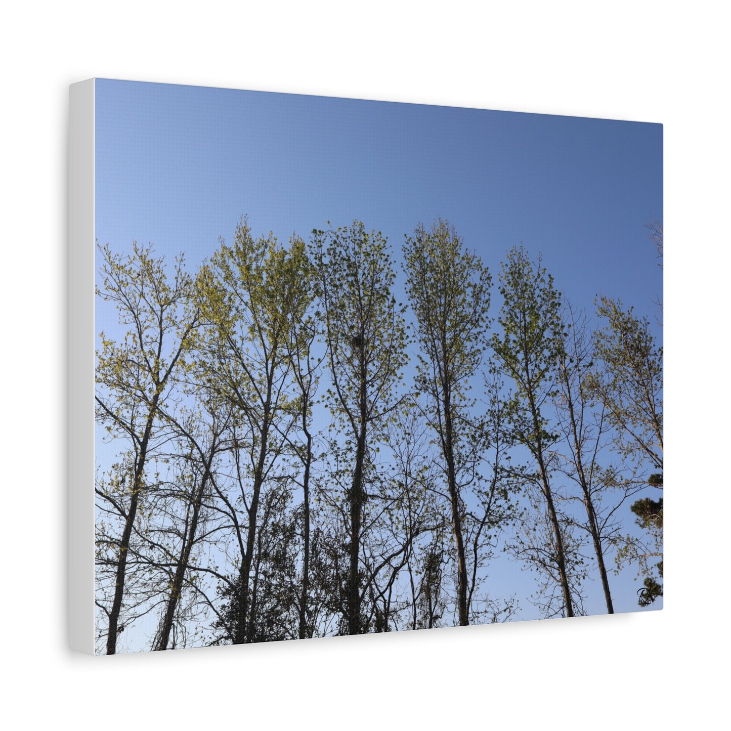 Canvas Gallery Wraps The trees beneath the blue skies by Its A Art Vibe