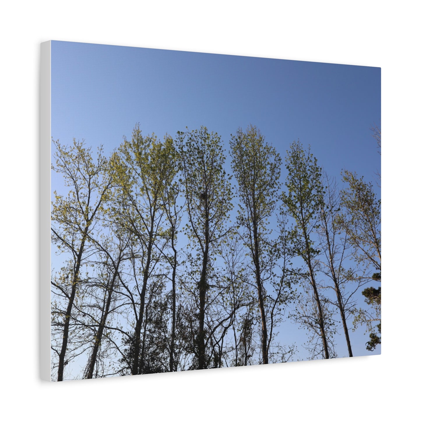 Canvas Gallery Wraps The trees beneath the blue skies by Its A Art Vibe