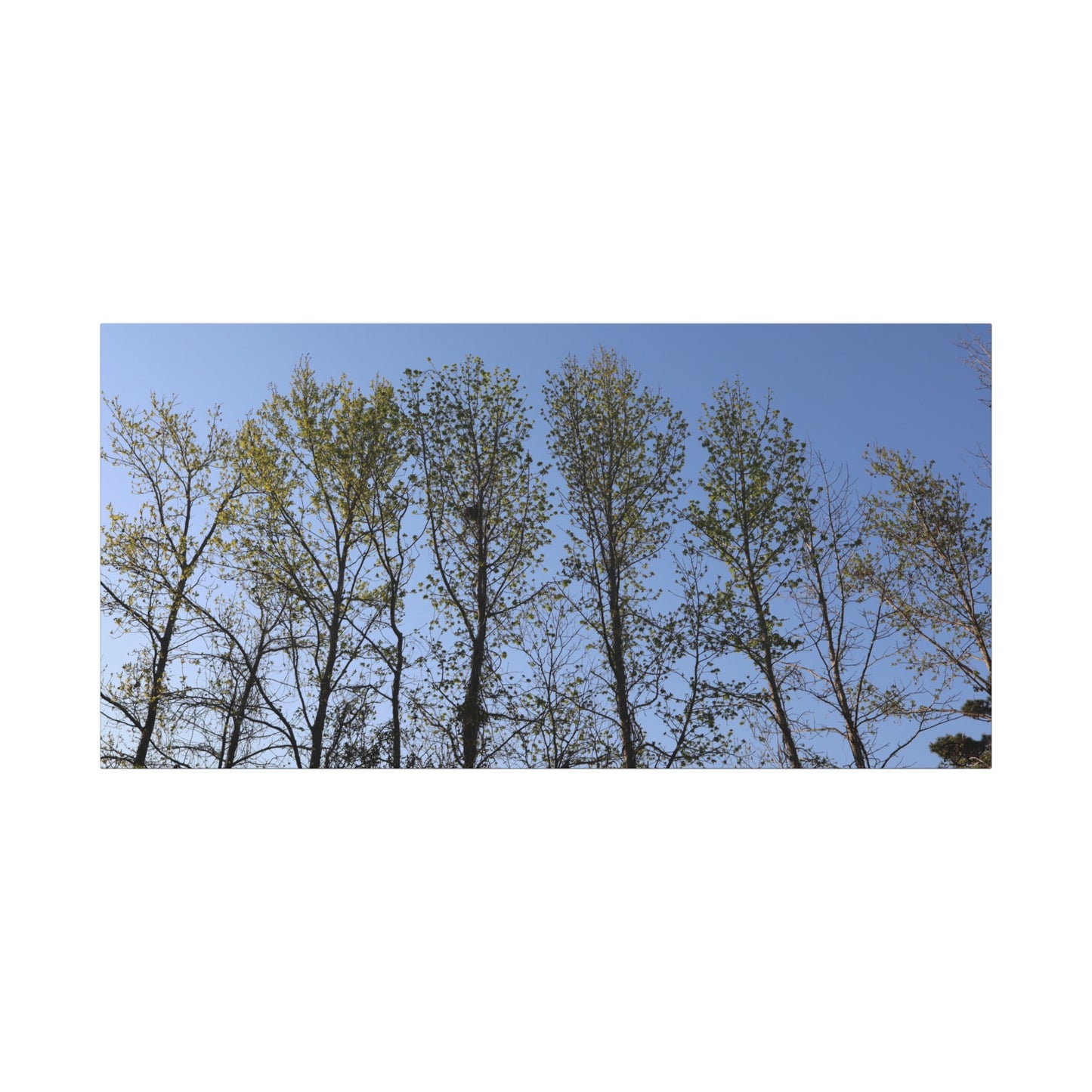 Canvas Gallery Wraps The trees beneath the blue skies by Its A Art Vibe