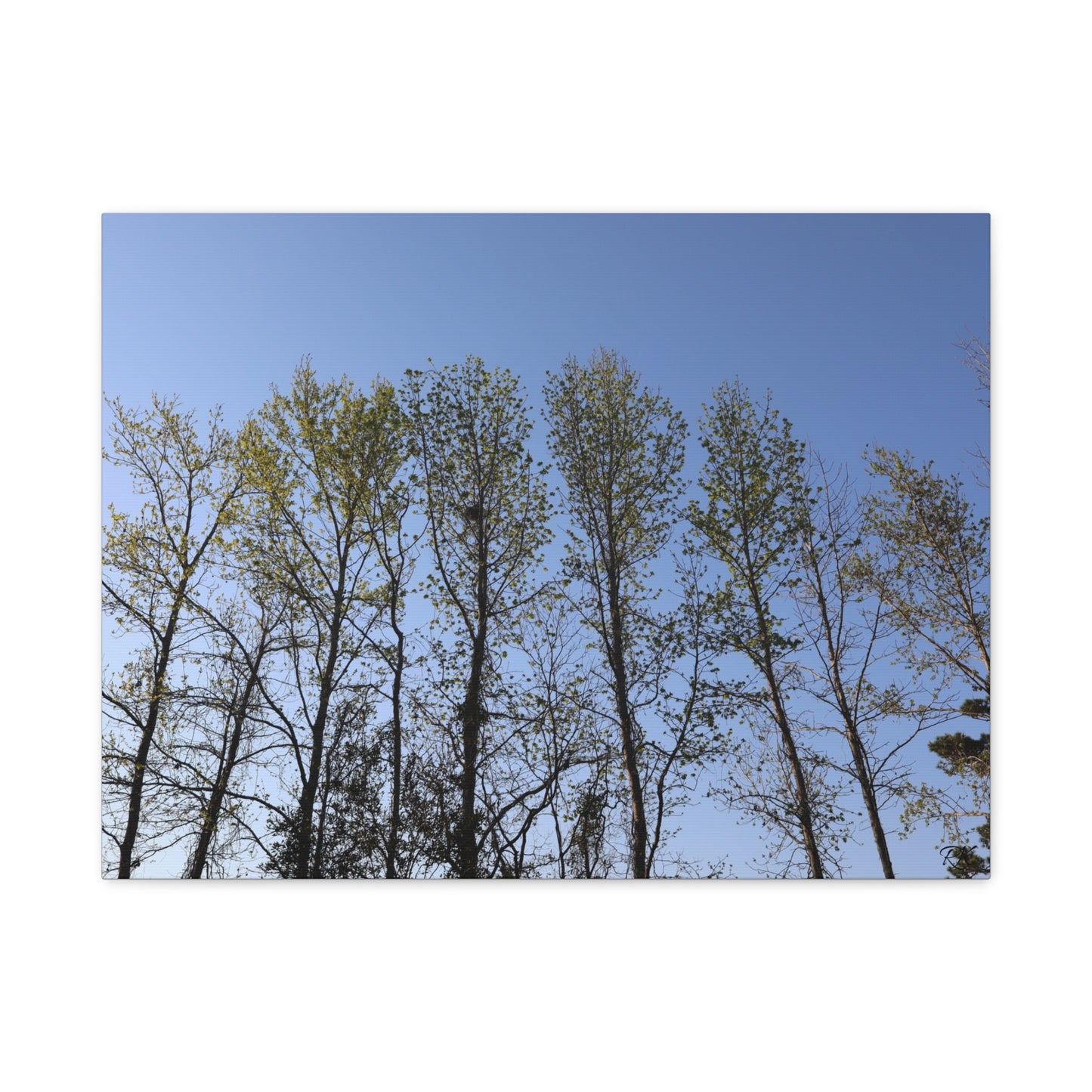 Canvas Gallery Wraps The trees beneath the blue skies by Its A Art Vibe