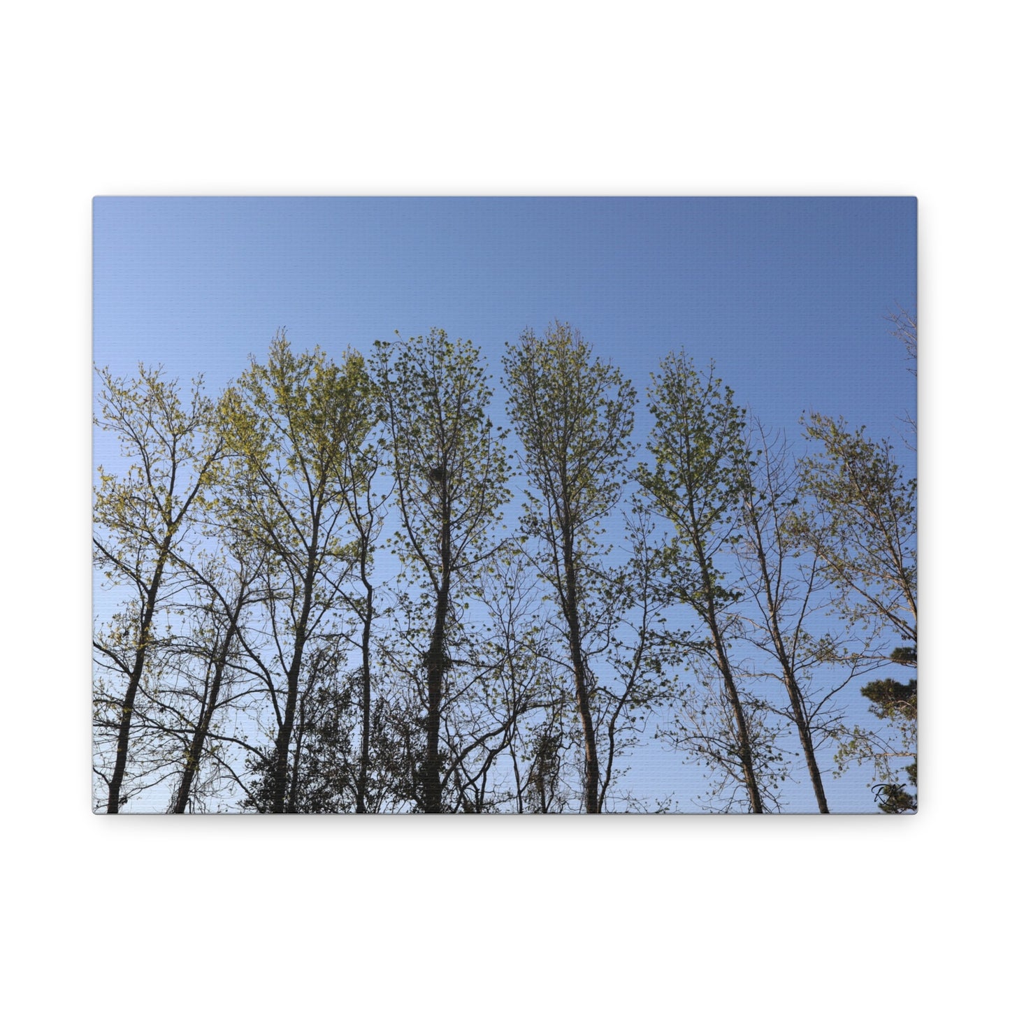 Canvas Gallery Wraps The trees beneath the blue skies by Its A Art Vibe