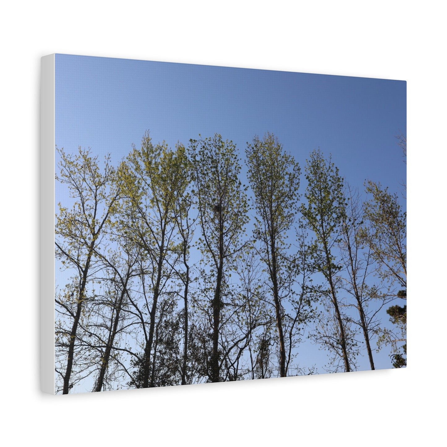 Canvas Gallery Wraps The trees beneath the blue skies by Its A Art Vibe