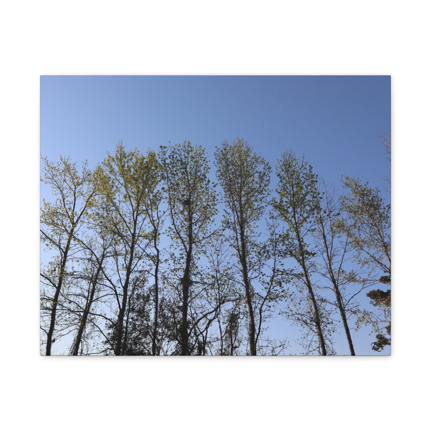 Canvas Gallery Wraps The trees beneath the blue skies by Its A Art Vibe