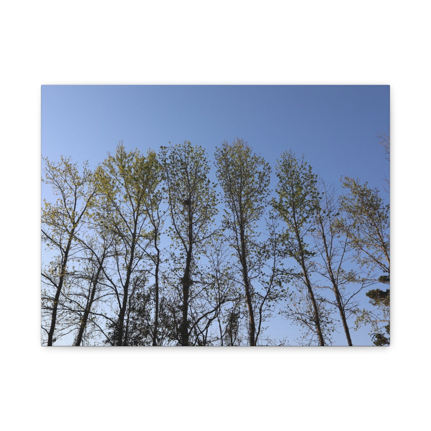 Canvas Gallery Wraps The trees beneath the blue skies by Its A Art Vibe