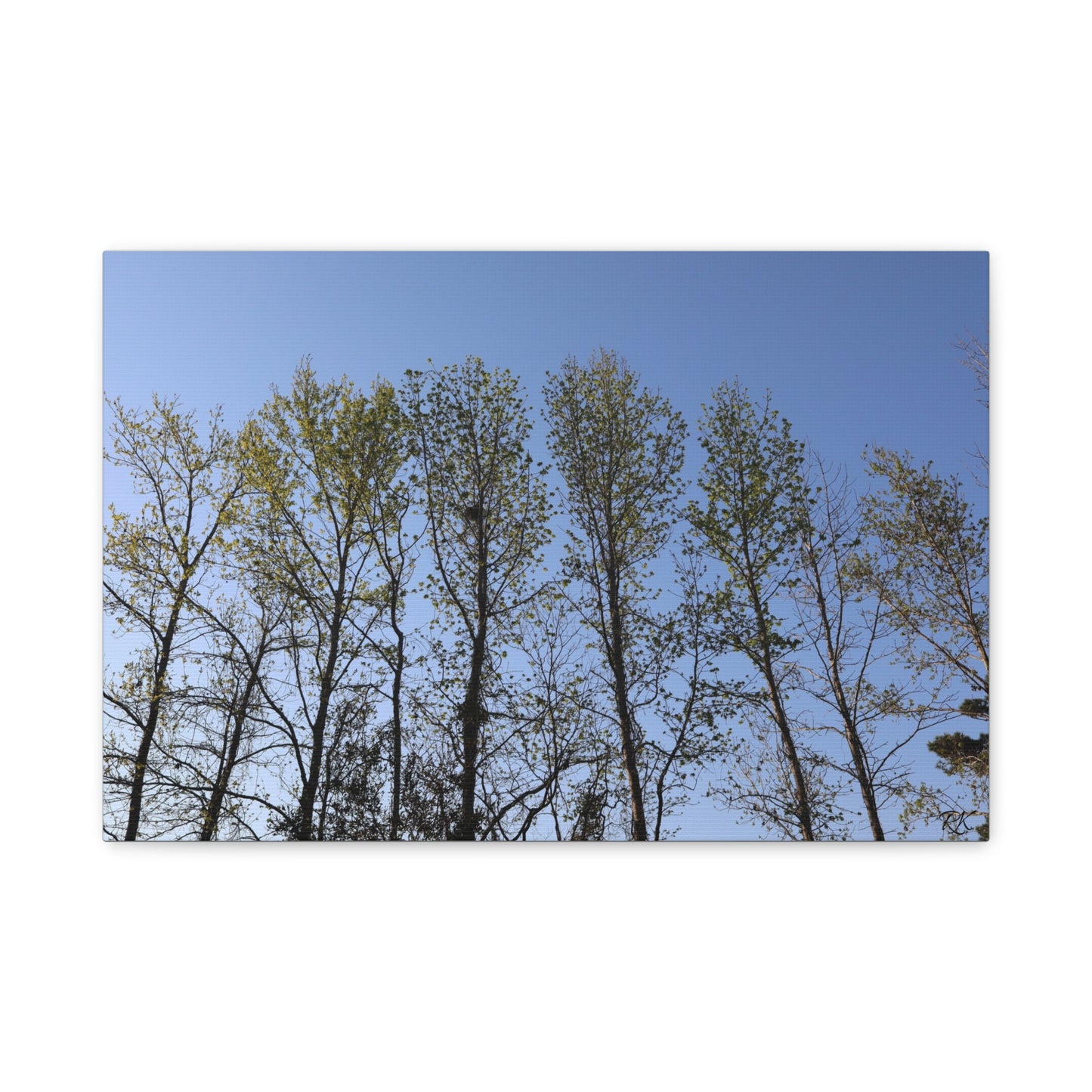 Canvas Gallery Wraps The trees beneath the blue skies by Its A Art Vibe