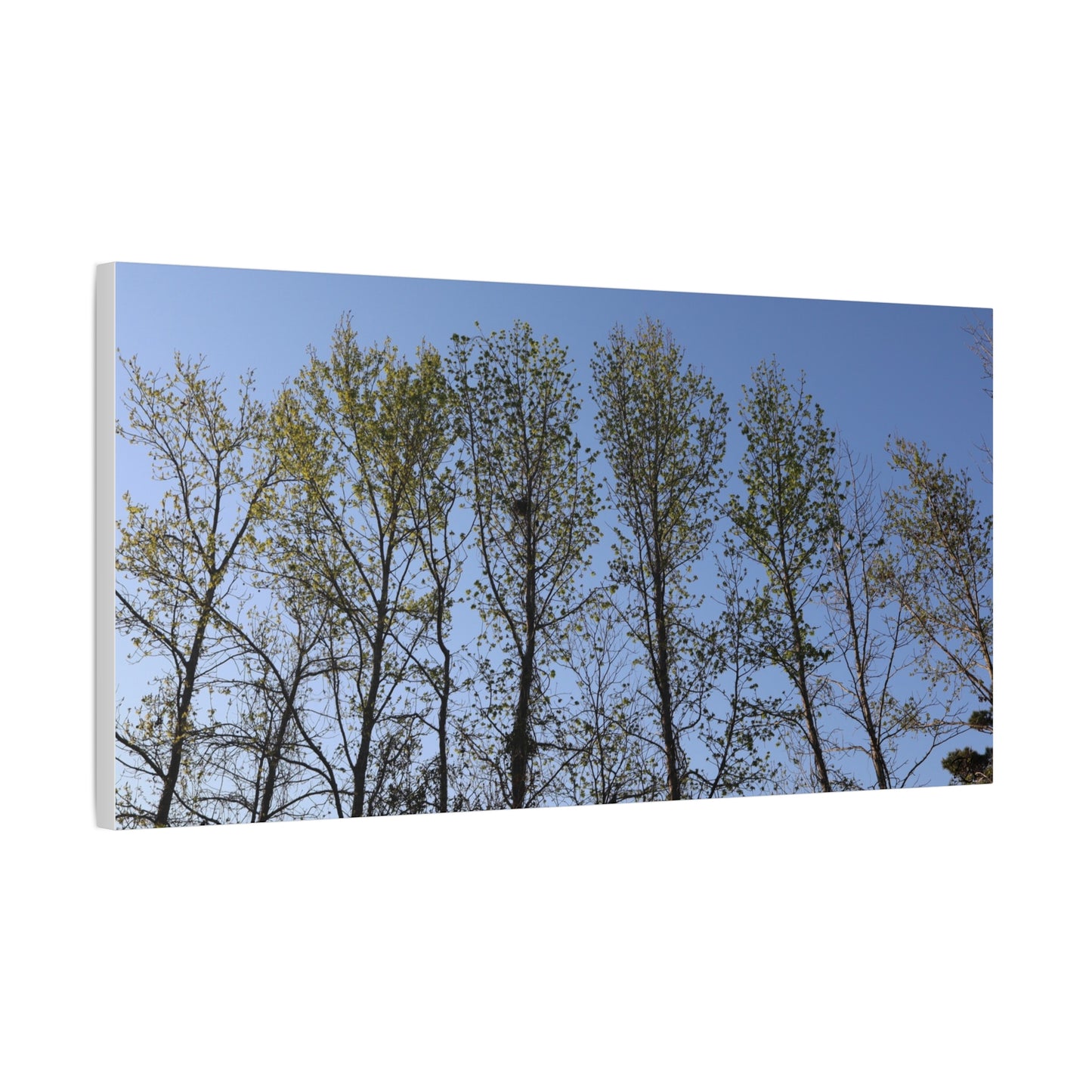 Canvas Gallery Wraps The trees beneath the blue skies by Its A Art Vibe
