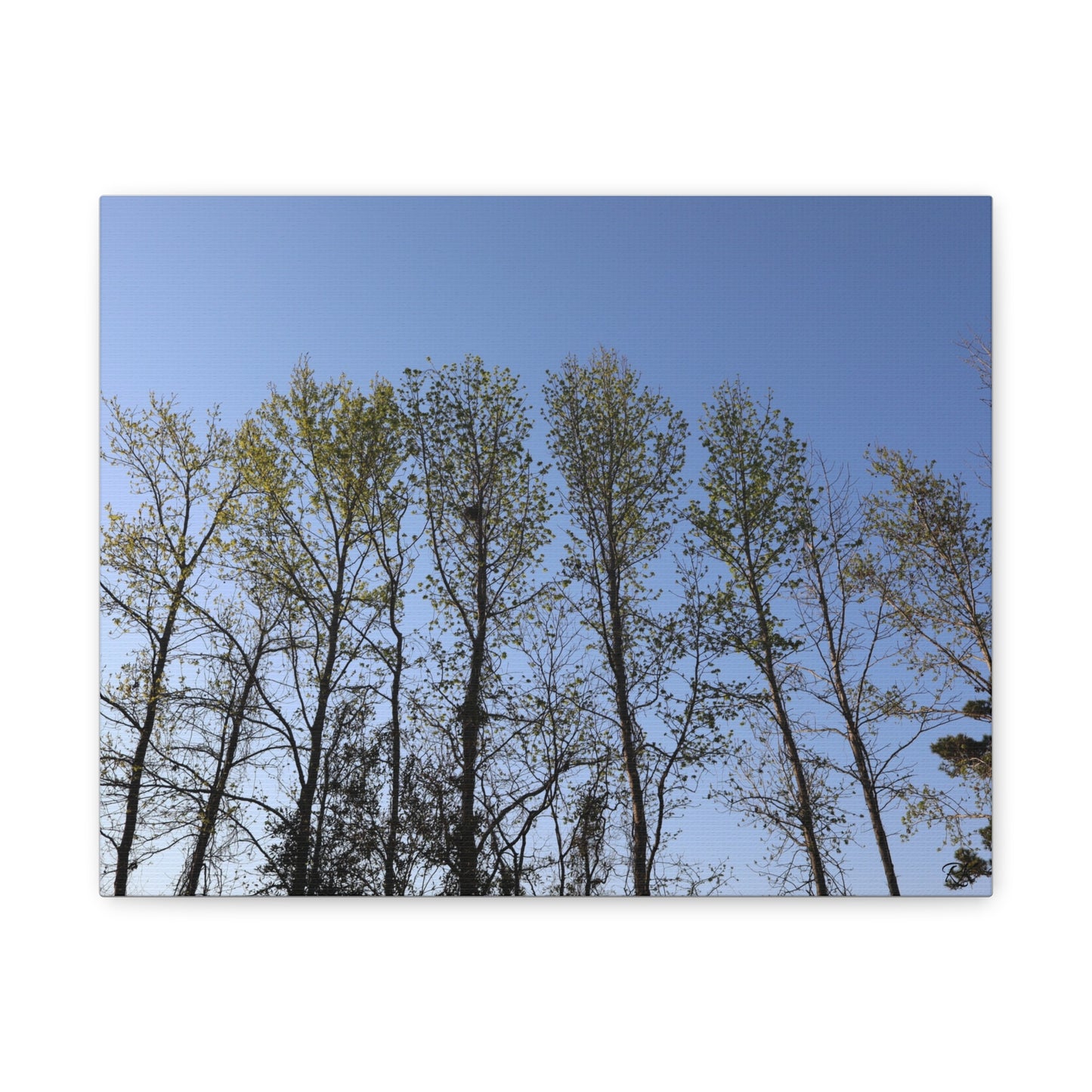 Canvas Gallery Wraps The trees beneath the blue skies by Its A Art Vibe