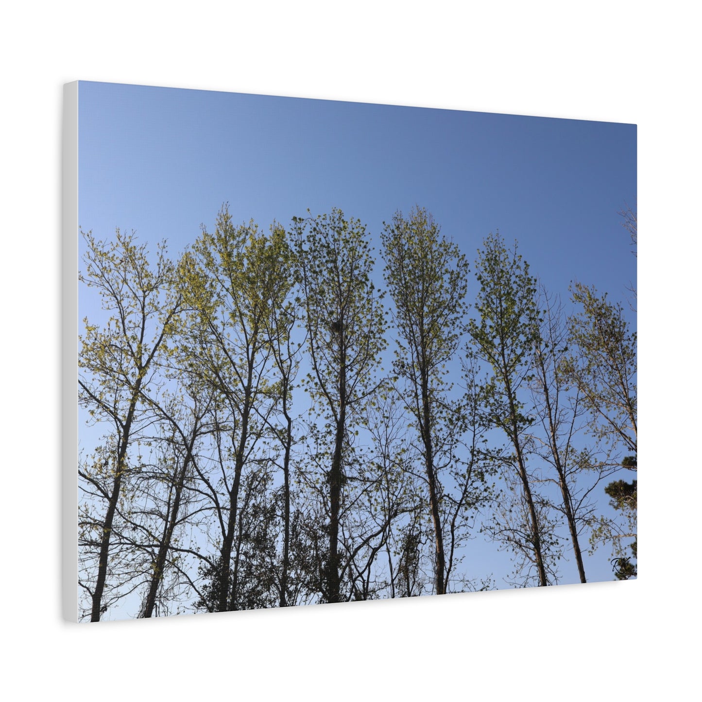 Canvas Gallery Wraps The trees beneath the blue skies by Its A Art Vibe