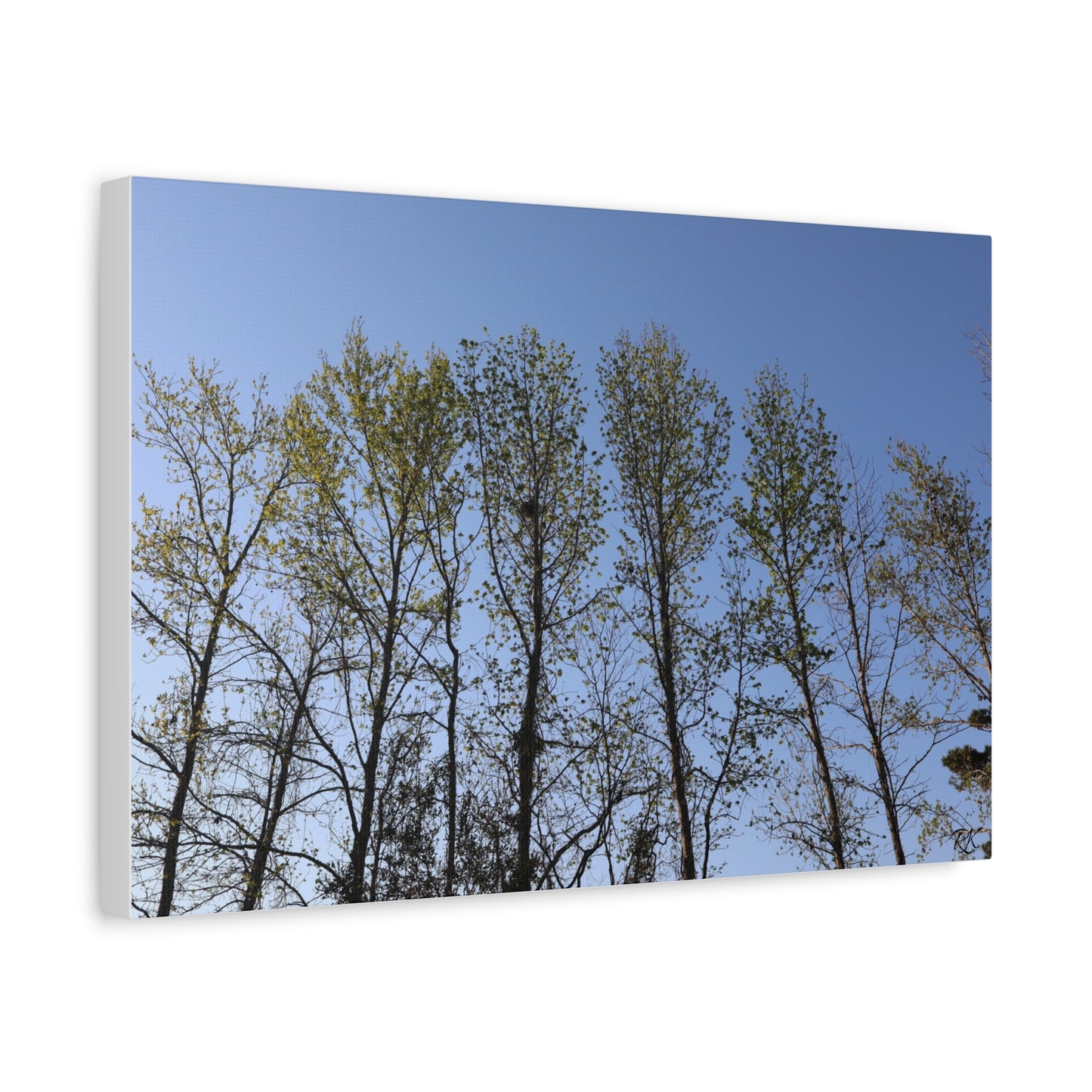 Canvas Gallery Wraps The trees beneath the blue skies by Its A Art Vibe