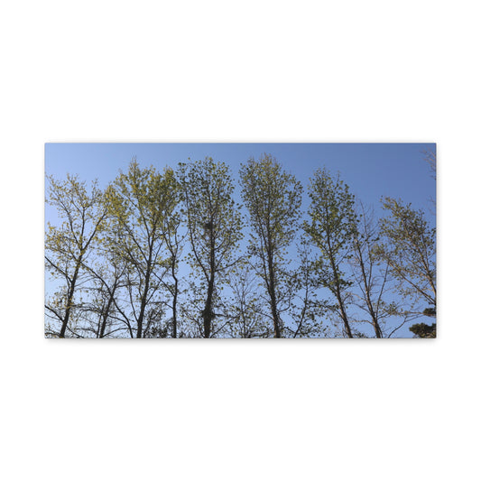 Canvas Gallery Wraps The trees beneath the blue skies by Its A Art Vibe