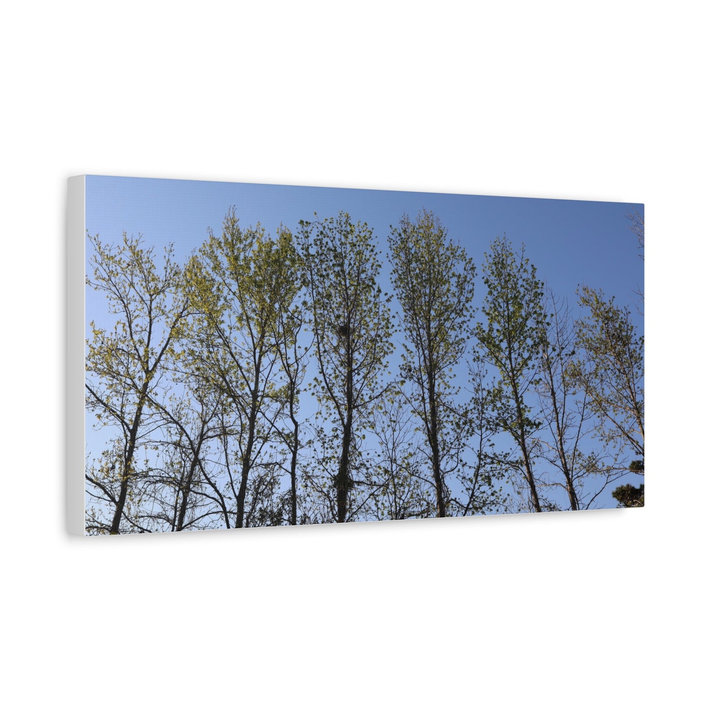 Canvas Gallery Wraps The trees beneath the blue skies by Its A Art Vibe