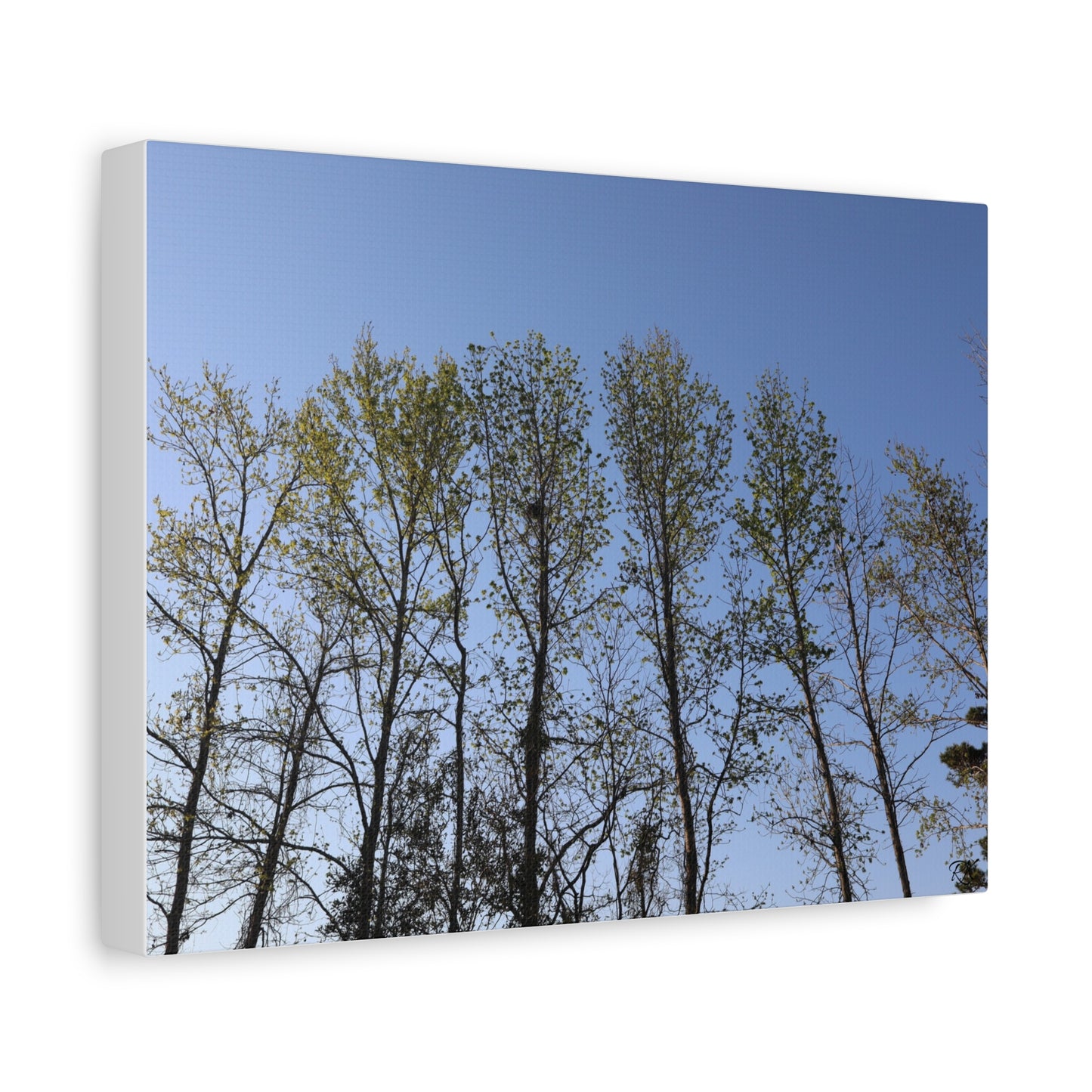 Canvas Gallery Wraps The trees beneath the blue skies by Its A Art Vibe